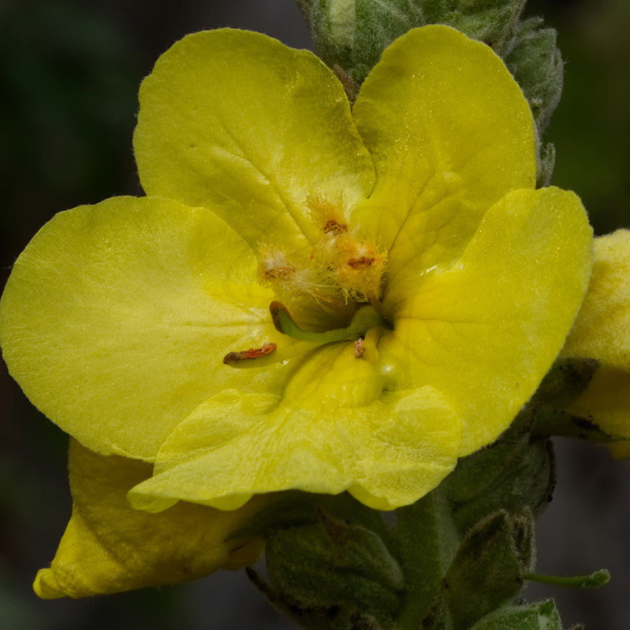 Buddhas Blend - Mullein