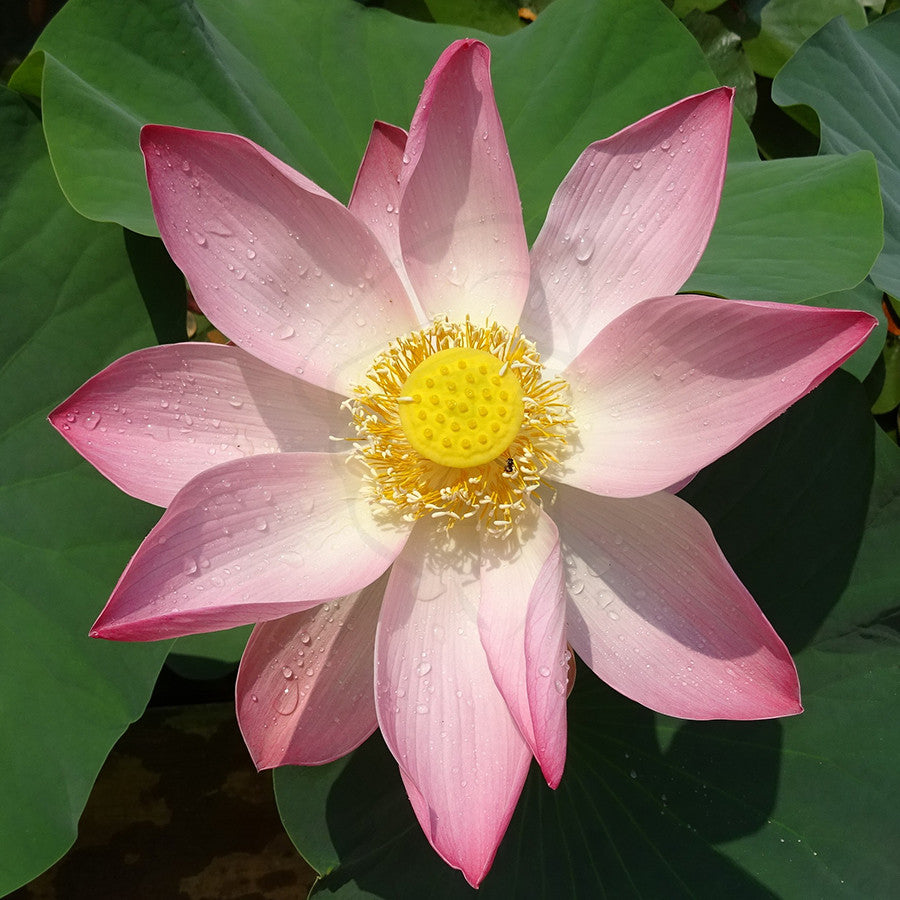 Sacred Lotus Flower - Example of living plant.