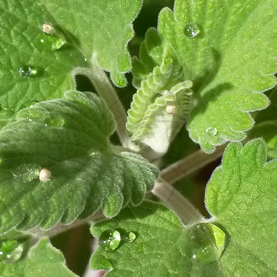 Buddhas Blend - Catnip