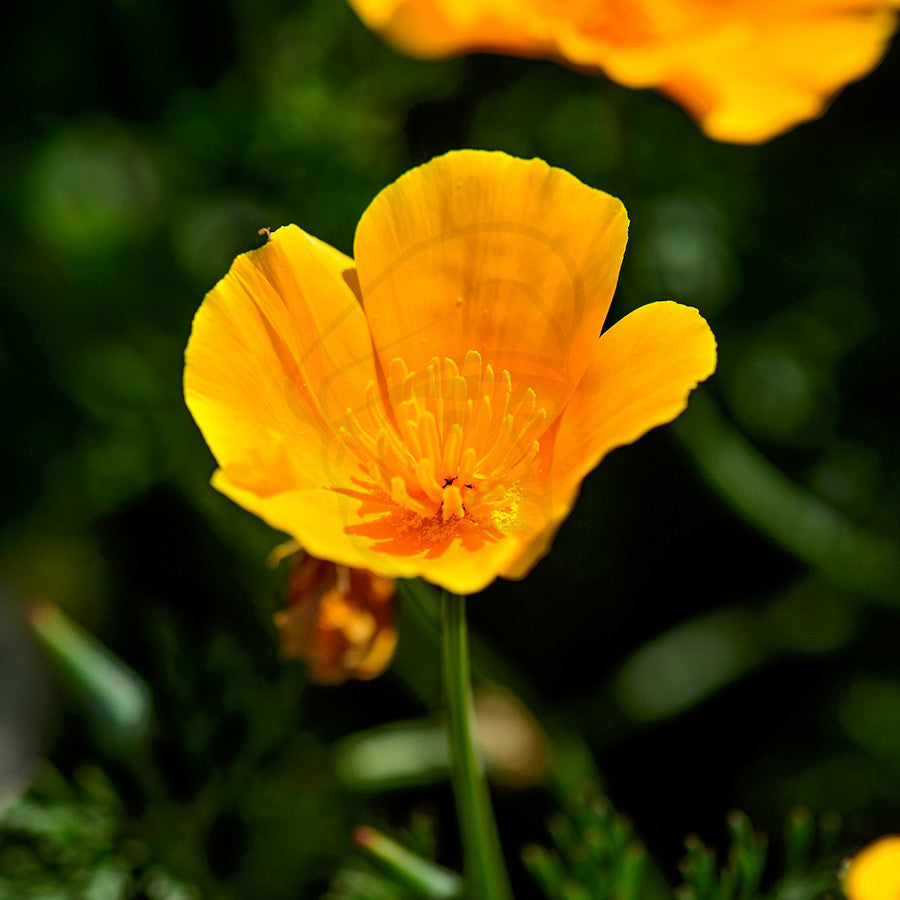 Californian Poppy - Example of living plant.