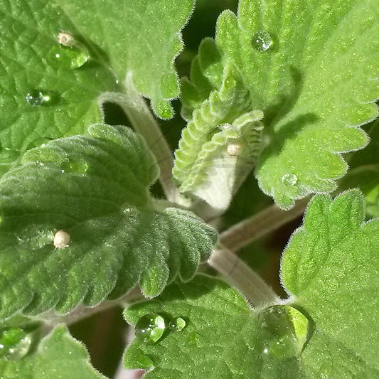 Catnip - Example of living plant.