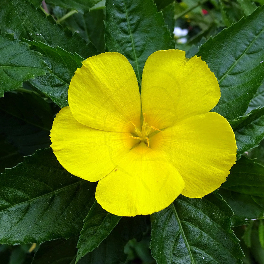 Damiana - Example of living plant.