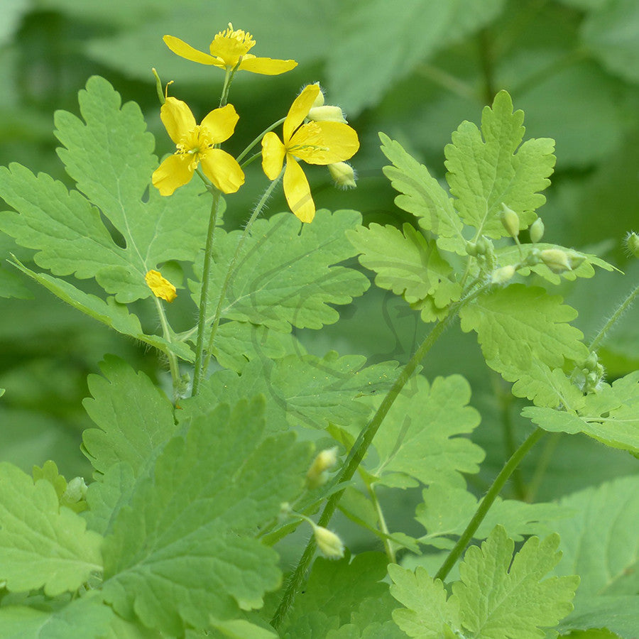 Greater Celandine - Example of living plant.