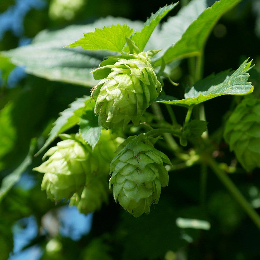 Hops - Example of living plant.