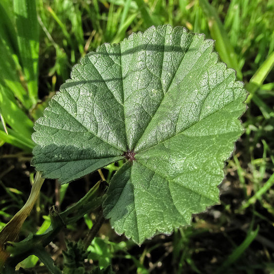 Marshmallow Leaf - Example of living plant.