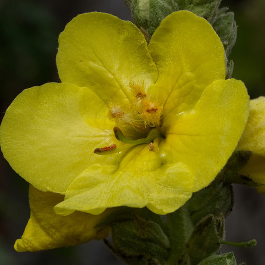 Mullein - Example of living plant.