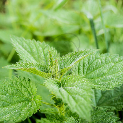 Nettle Leaf - Example of living plant.