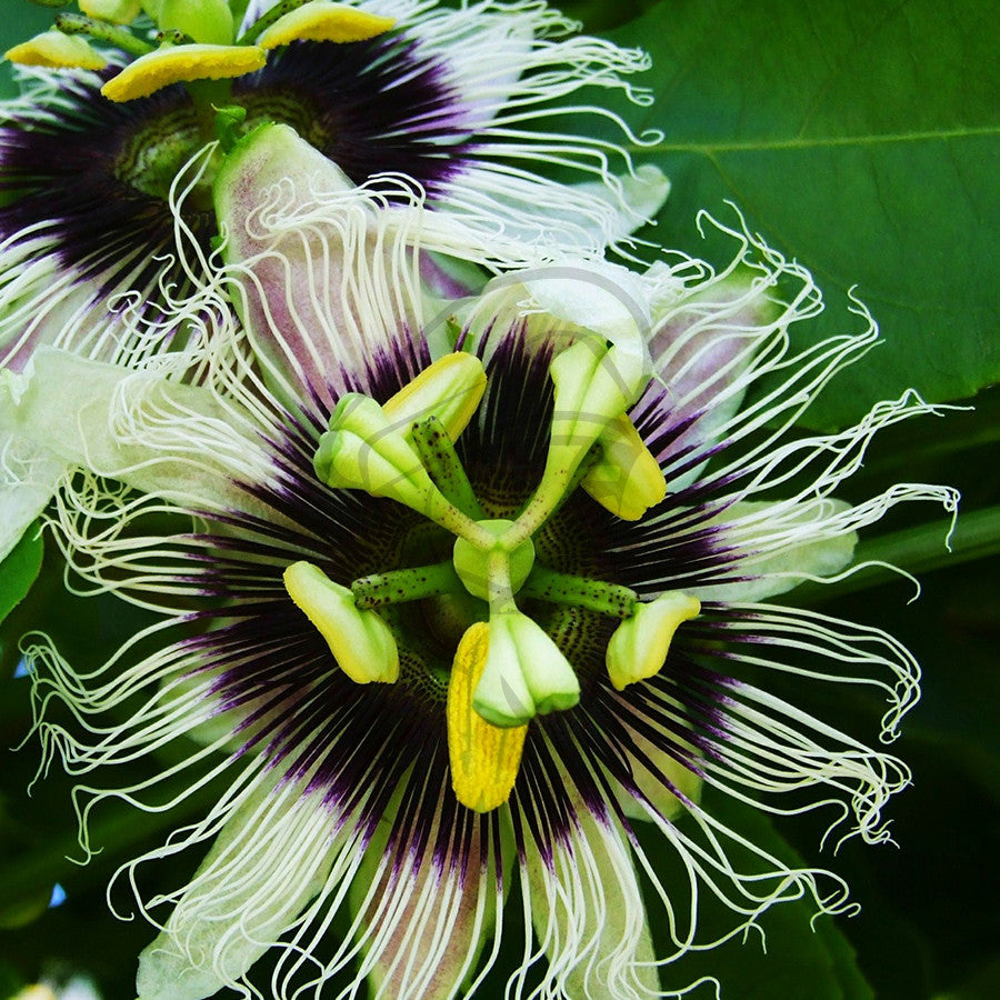 Passionflower - Example of living plant.