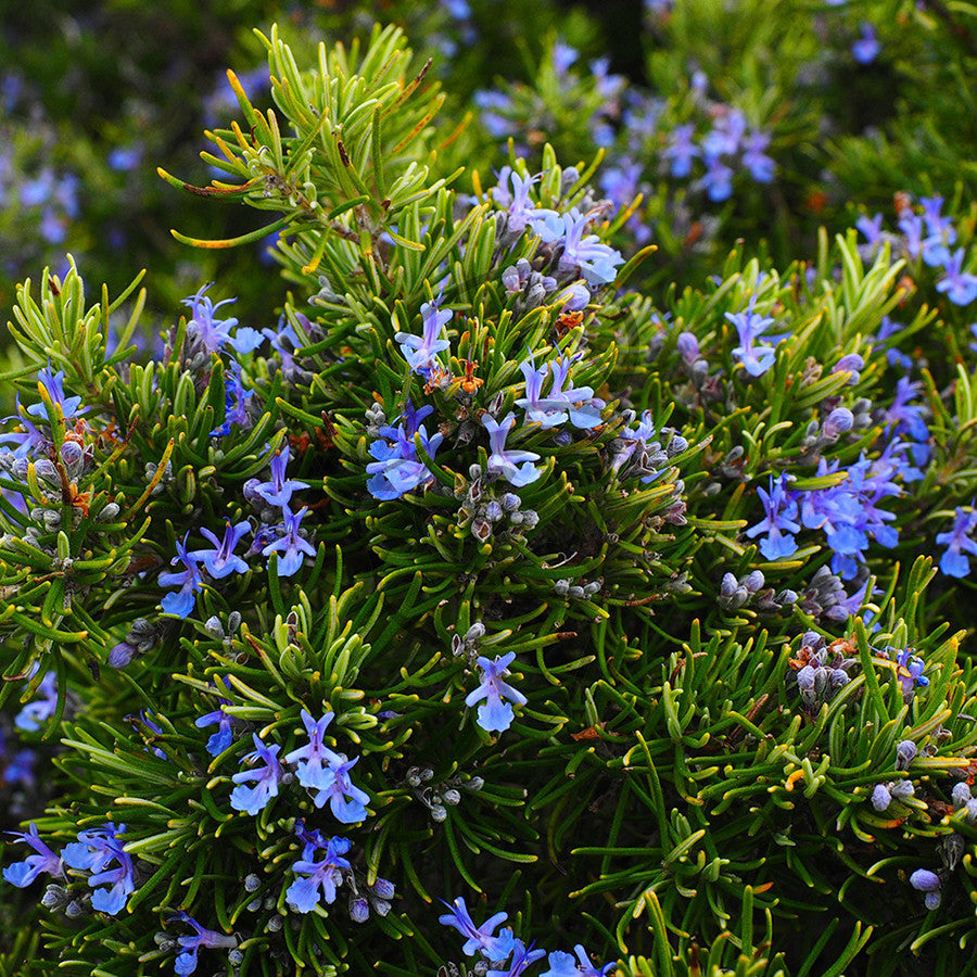 Rosemary - Example of living plant.