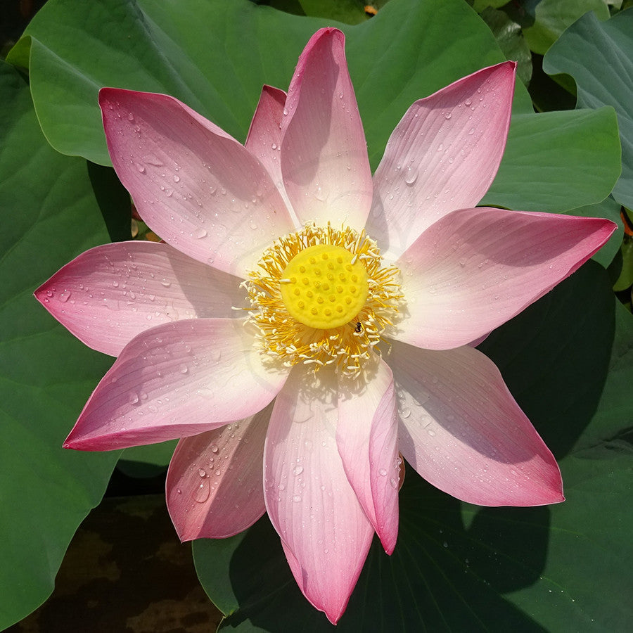 Sacred Lotus Flower - Example of living plant.