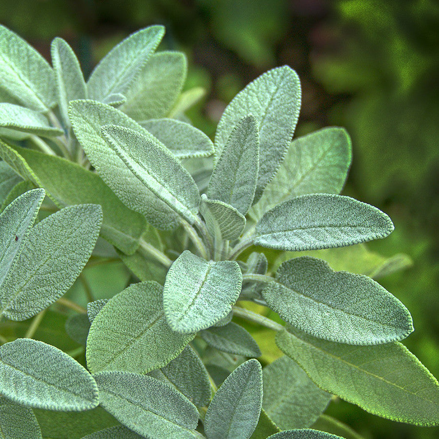Sage - Example of living plant.