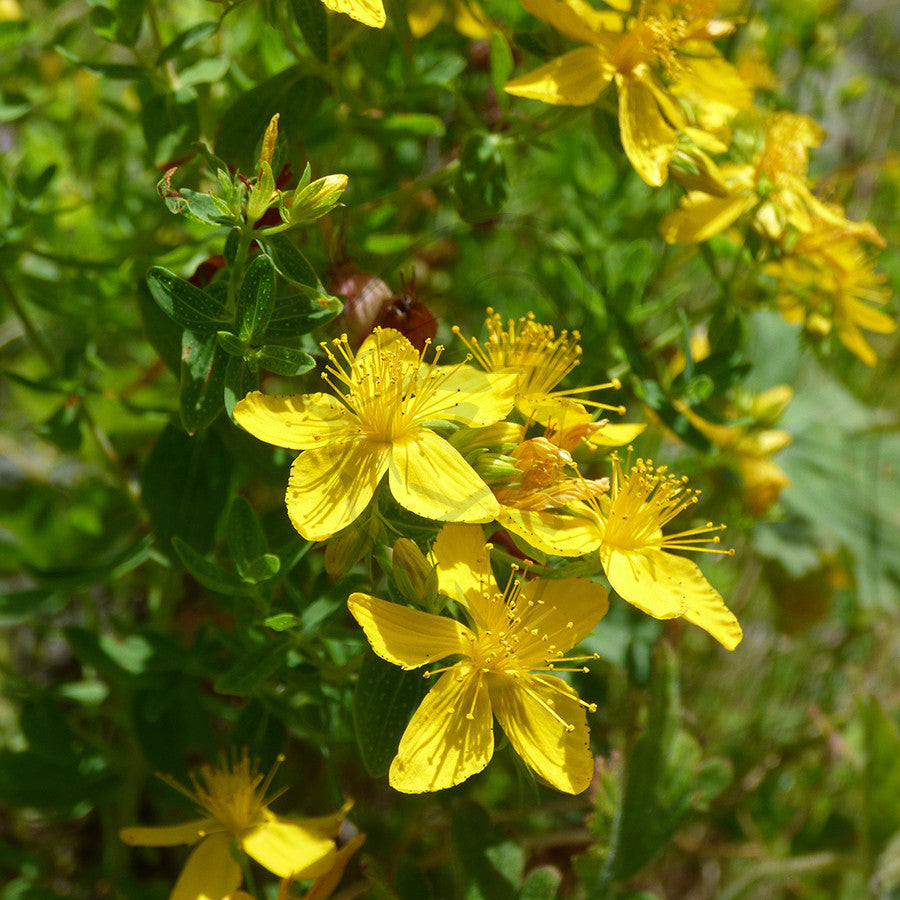 St Johns Wort - Example of living plant.