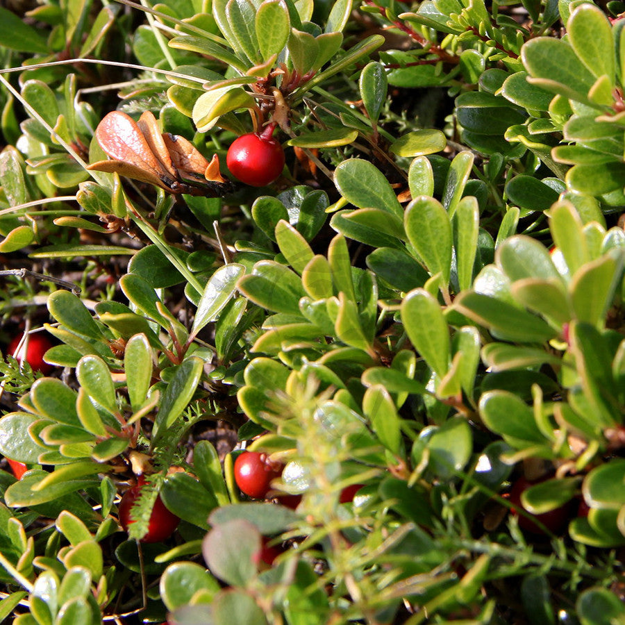 Uva Ursi (Bearberry) - Example of living plant.